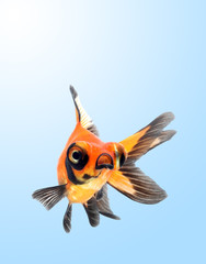goldfish on blue background