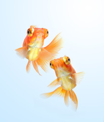 goldfish on blue backgroundh