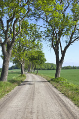 Rural landscape road