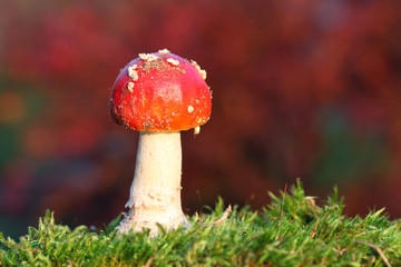 Red toadstool