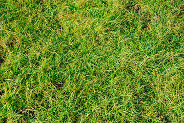 Grass texture