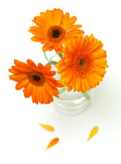 orange gerber flowers in a glass