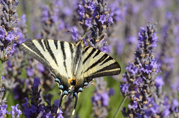 Scarce Swallowtail butterfly on lavender © Christian Musat