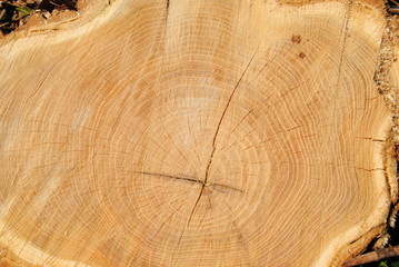 Naklejka premium lubiący i teksturę