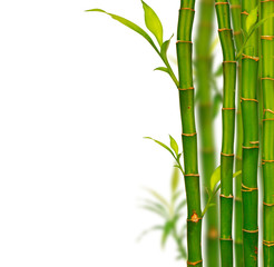Young bamboo sprouds isolated on white background