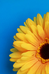 Beautiful daisy gerbera flower isolated on blue background