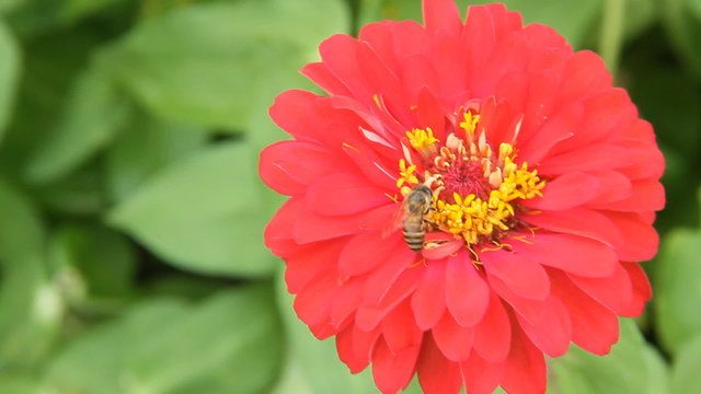 Honey bees in a red zinnia flower