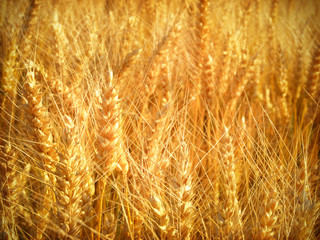 A field of beautiful golden wheat - useful as background
