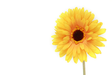 Beautiful daisy gerbera flower isolated on white background