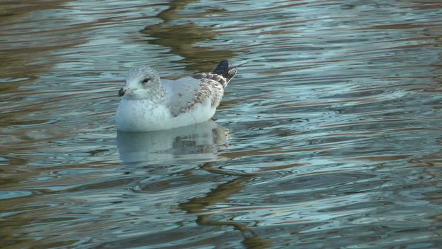Sea gull swimming