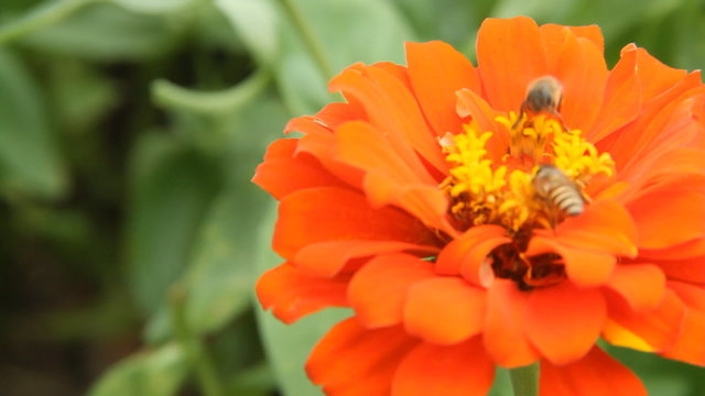 Honey bees in a orange zinnia flower