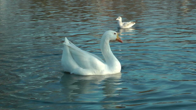 White goose and birds swimming