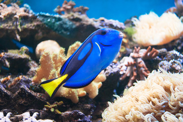 A beautiful tropical fish on a coral reef