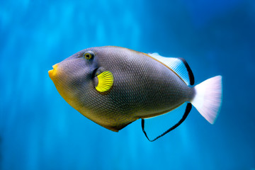Fototapeta premium Photo of exclusive Triggerfish
