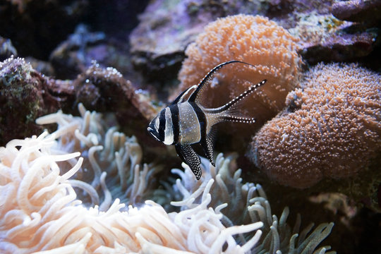 Exclusive marine fish in aquarium - Pterapogon kauderni