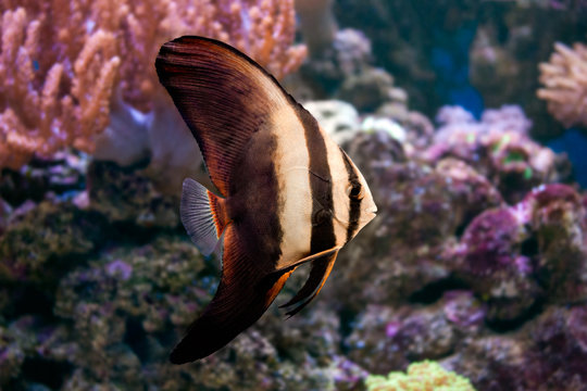 Photo of marine fish - Batfish