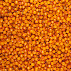 sea-buckthorn