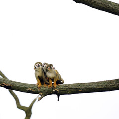 Common squirrel monkey - 39100599
