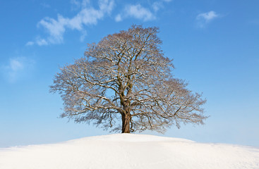 Fototapeta na wymiar Winter tree at the top of the hill