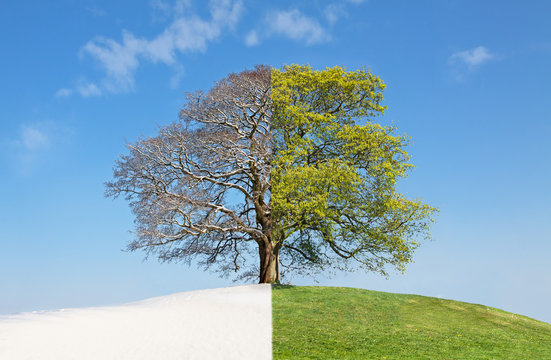 Collage tree summer vs. winter