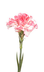 Beautiful carnation isolated on white