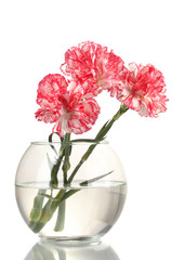Beautiful carnations transparent vase isolated on white