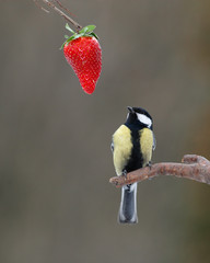 Great tit and  ripe strawberry