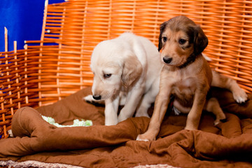 Saluki pups