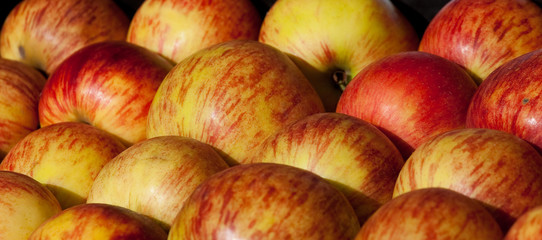 view of star king apple