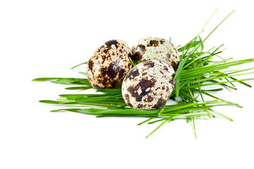 Obraz premium quail eggs