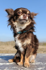 brown chihuahua