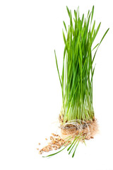 Green sprouts of germinating