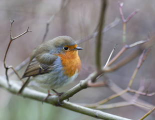 robin