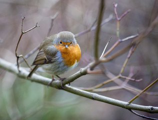 angry robin