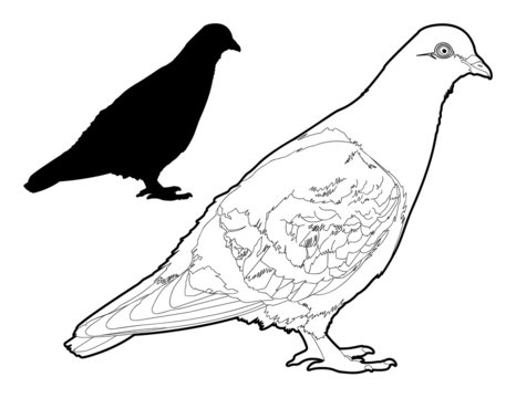 Pigeion Outline and Silhouette Illustration