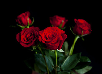 red roses