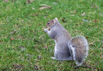 squirrel in the park