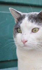 Gatto di mare