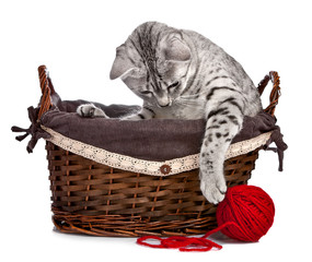Obraz premium Cute cat in basket playing with a red ball of yarn