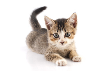 Kitten