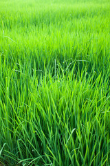 Seedlings of rice.
