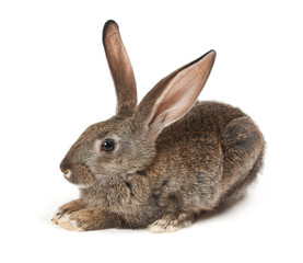 Happy New Year of rabbit