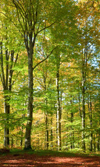 Fototapeta na wymiar autumn beech forest