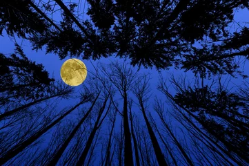 Fotobehang nacht bos met bomen silhouetten op blauwe nachtelijke hemel © Vera Kuttelvaserova