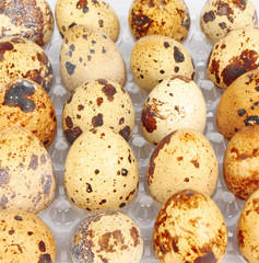 Container of quail eggs