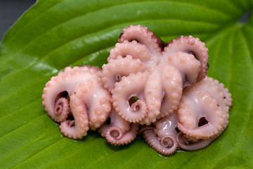 octopus on leaf