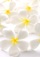 Naklejka na ściany i meble Białe kwiaty Frangipani
