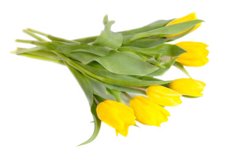 Obraz premium yellow tulips isolated on a white