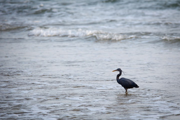 Western Reef Heron (Egretta gularis)