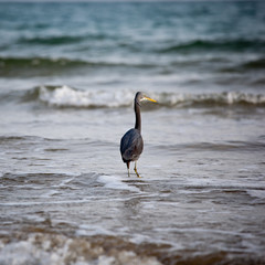 Western Reef Heron (Egretta gularis)